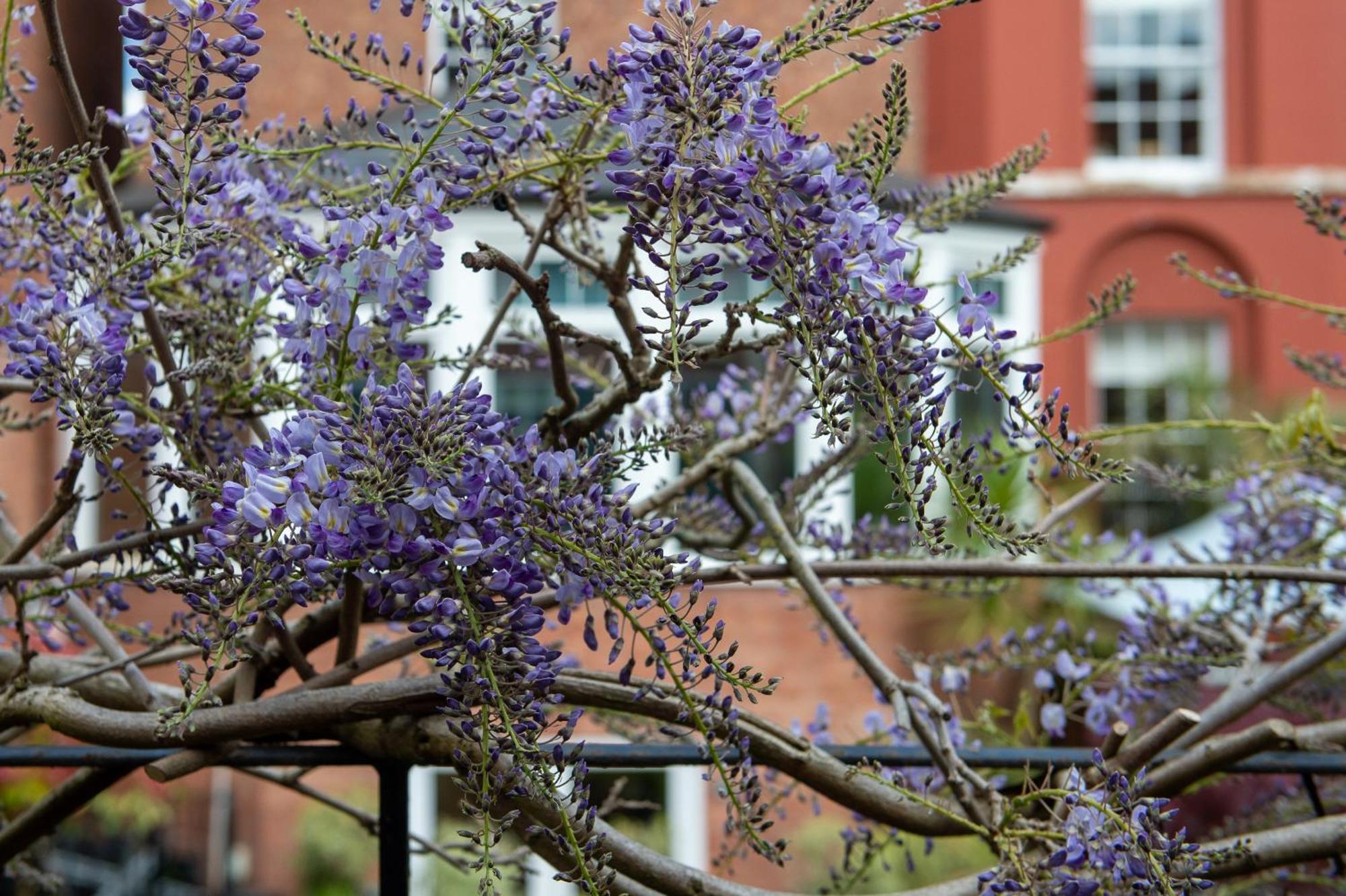达尔文联排别墅旅馆 什鲁斯伯里 外观 照片 Wisteria sinensis